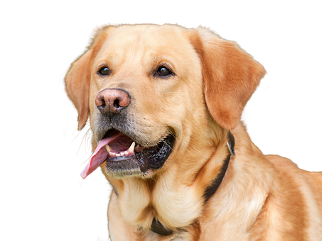 Golden Labrador Retriever Portrait PNG