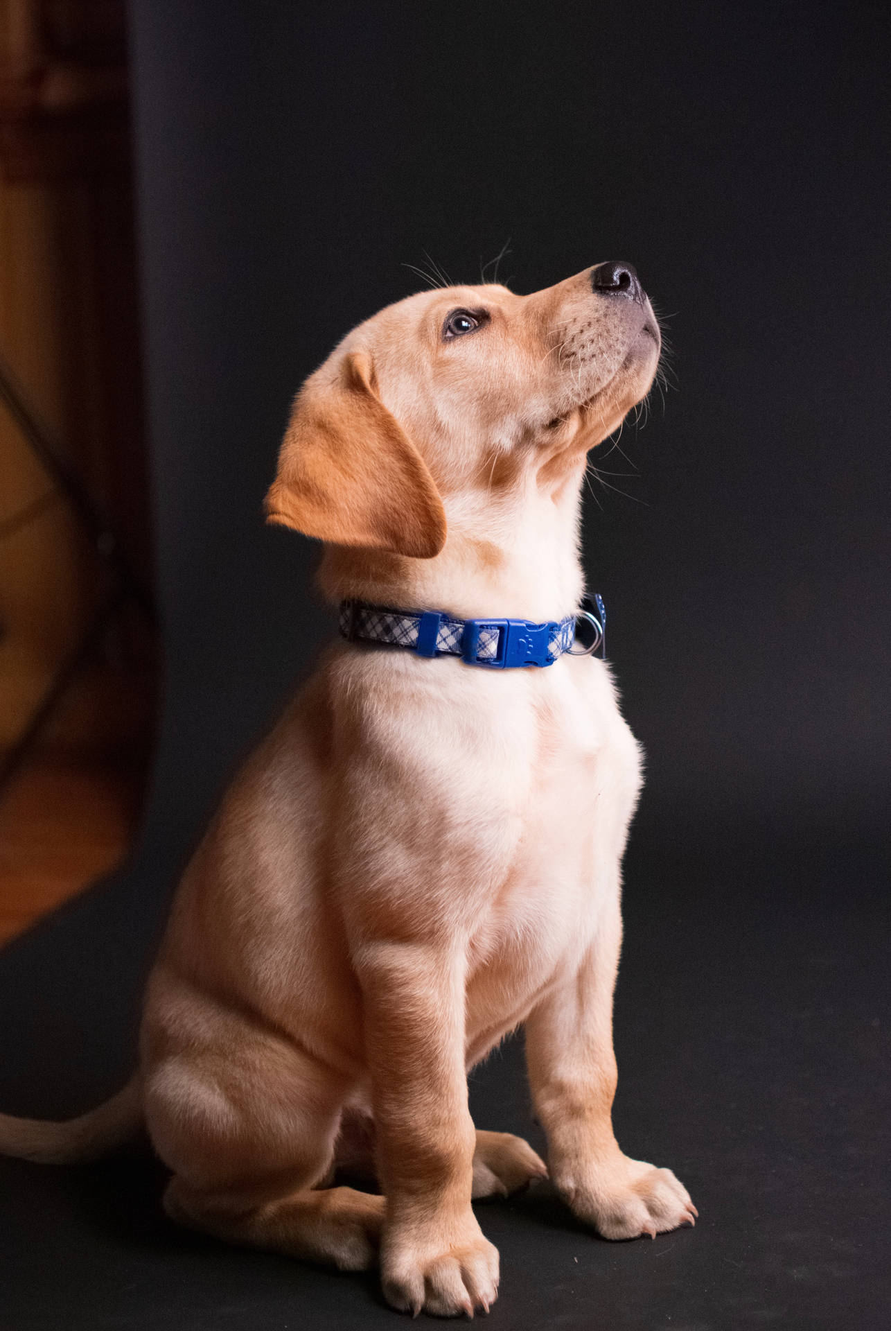 Golden Labrador Retriever puppy dog sitting with blue collar wallpaper.