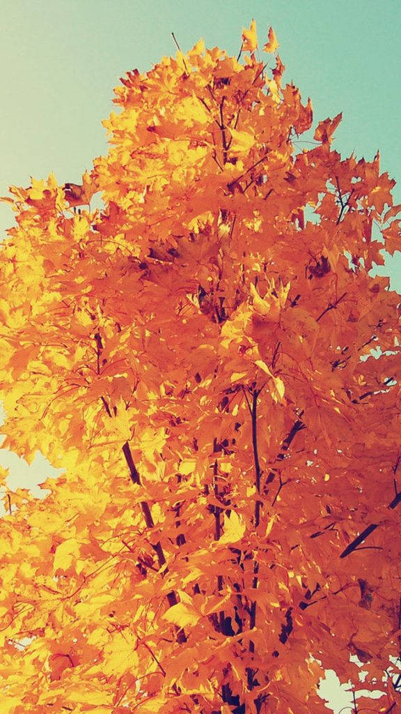 Golden Leaves Iphone