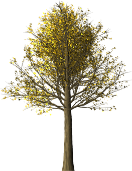 Golden Leaves Treeat Night PNG