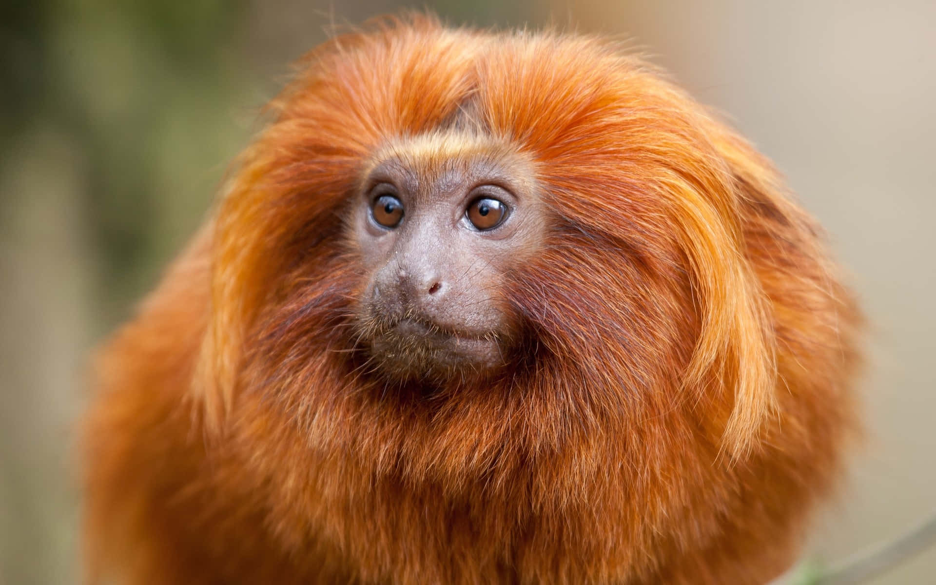 Golden Lion Tamarin Portrait Wallpaper