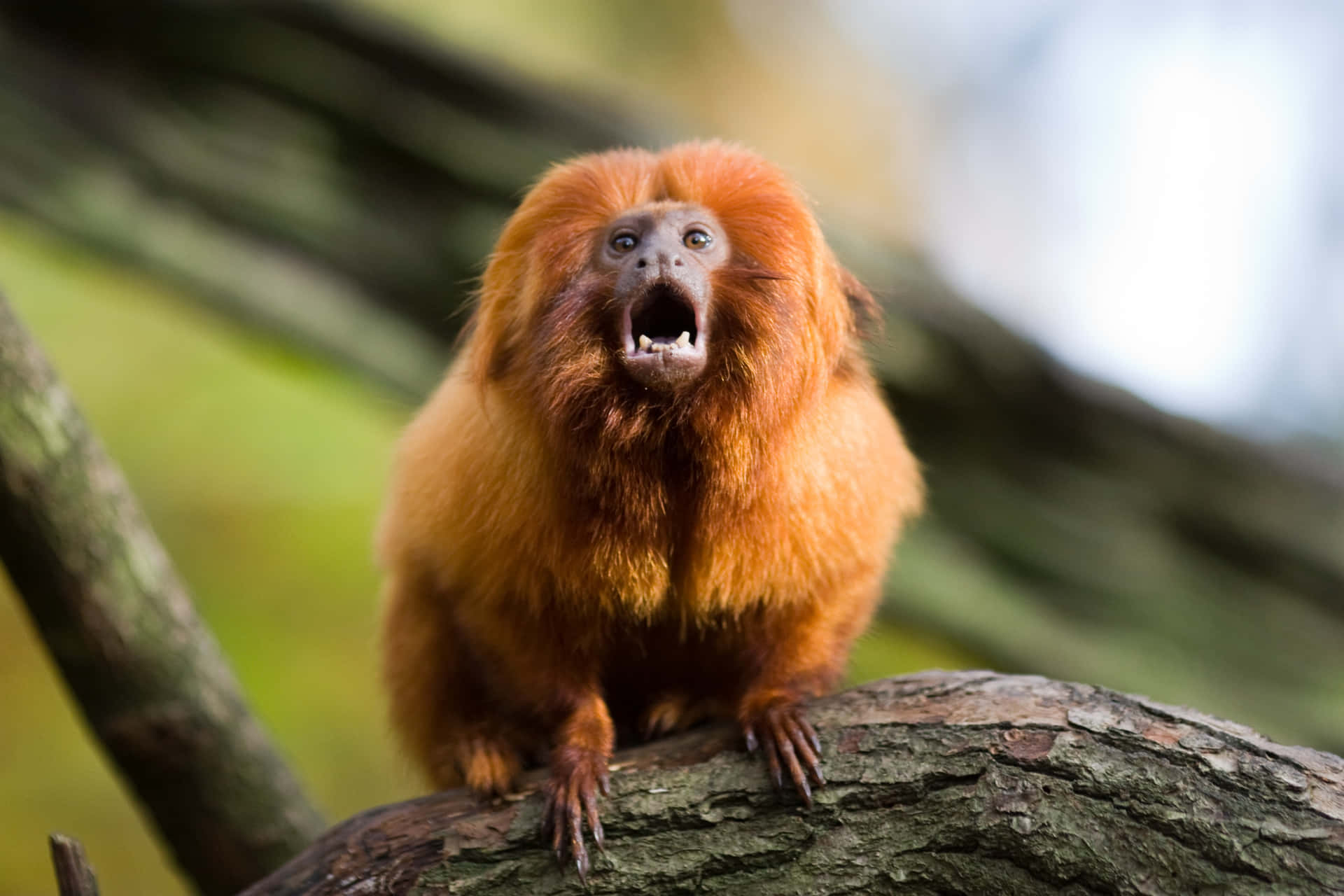 Golden Lion Tamarin Shouting Wallpaper