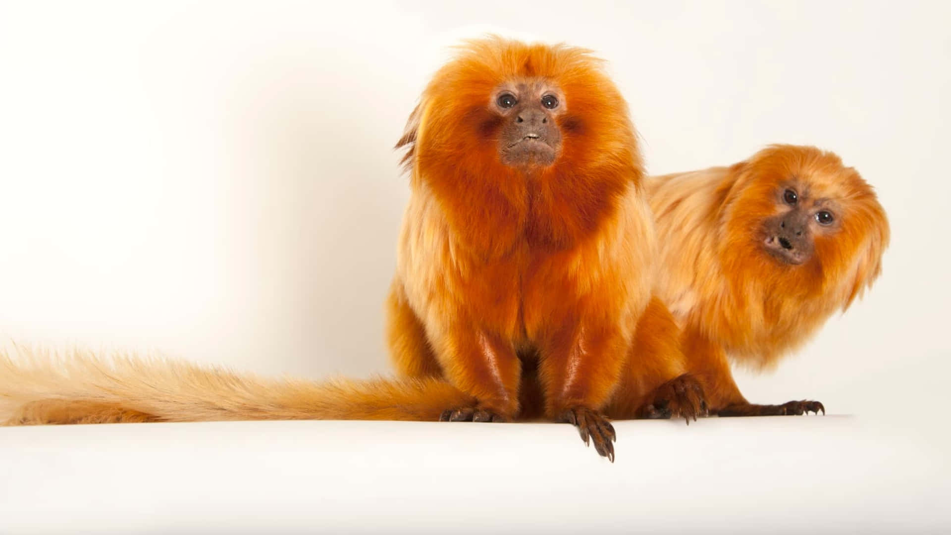 Golden Lion Tamarins Studio Portrait Wallpaper