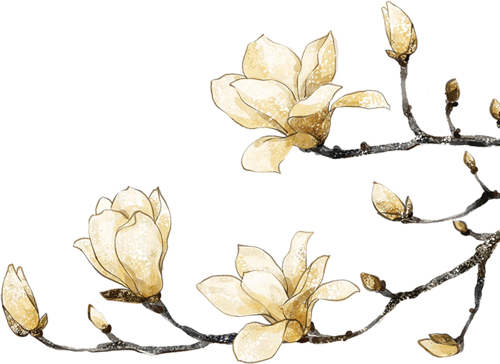 Golden Magnolia Blossoms Artwork PNG