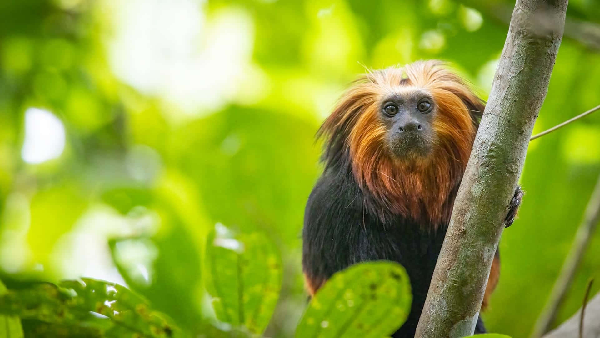 Golden Mantled Tamarin In Natural Habitat Wallpaper