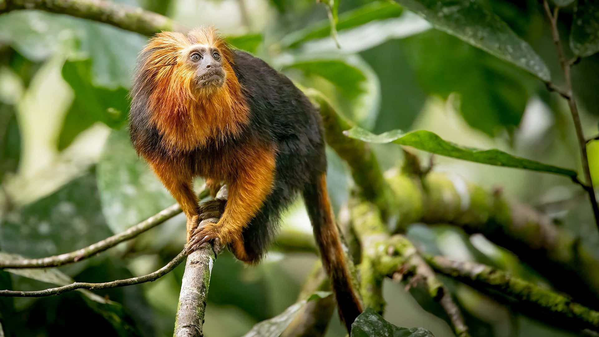 Golden Mantled Tamarinin Natural Habitat.jpg Wallpaper