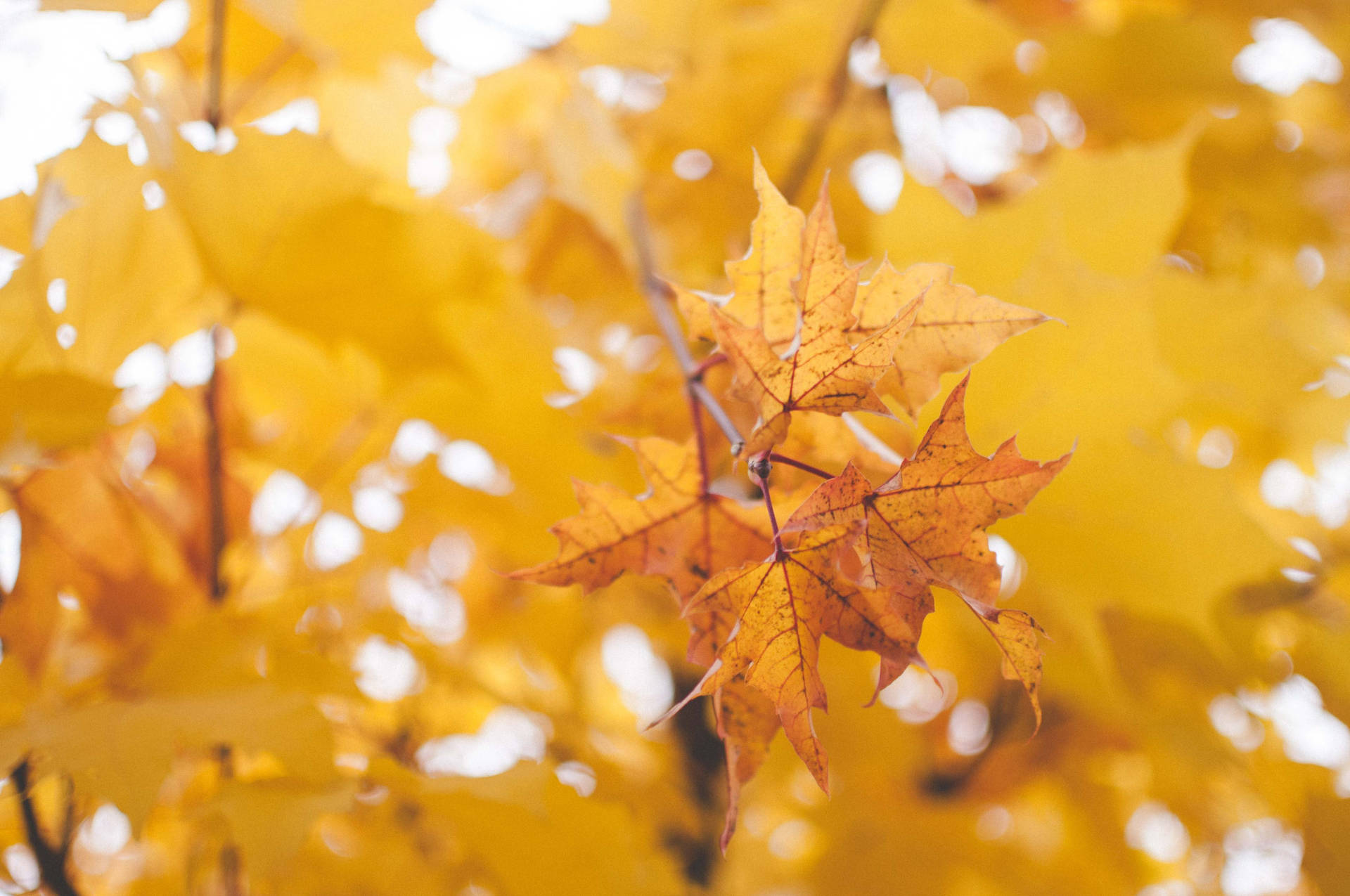 Golden Maples Leaves Wallpaper