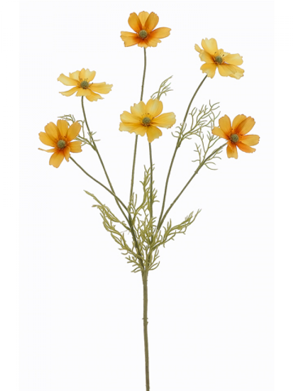 Golden Marguerite Flowers Isolated Background PNG