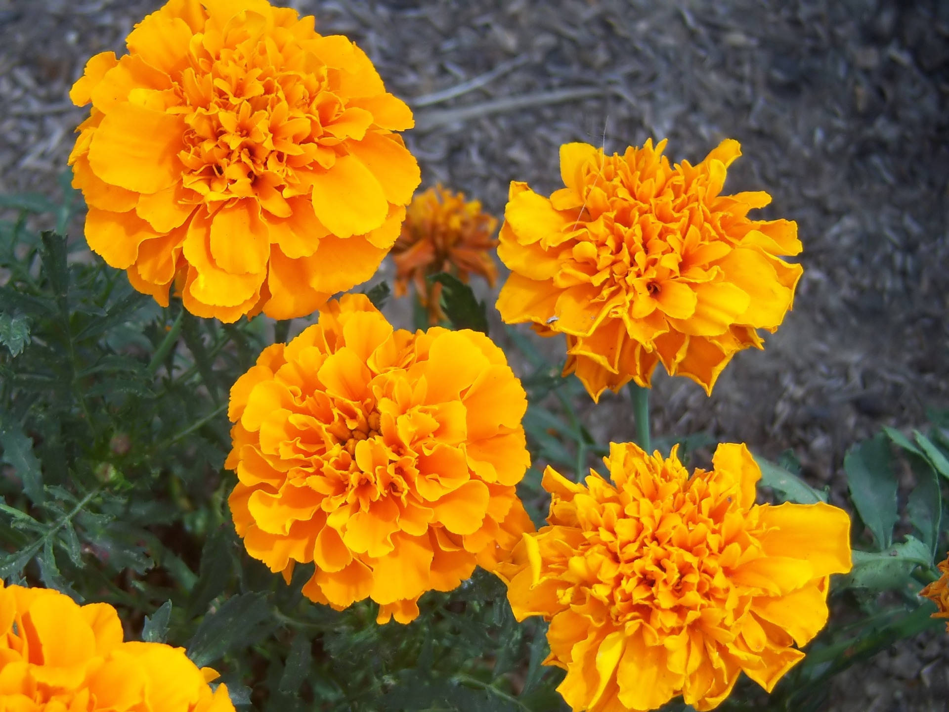 Download Golden Marigold Flowers Wallpaper 