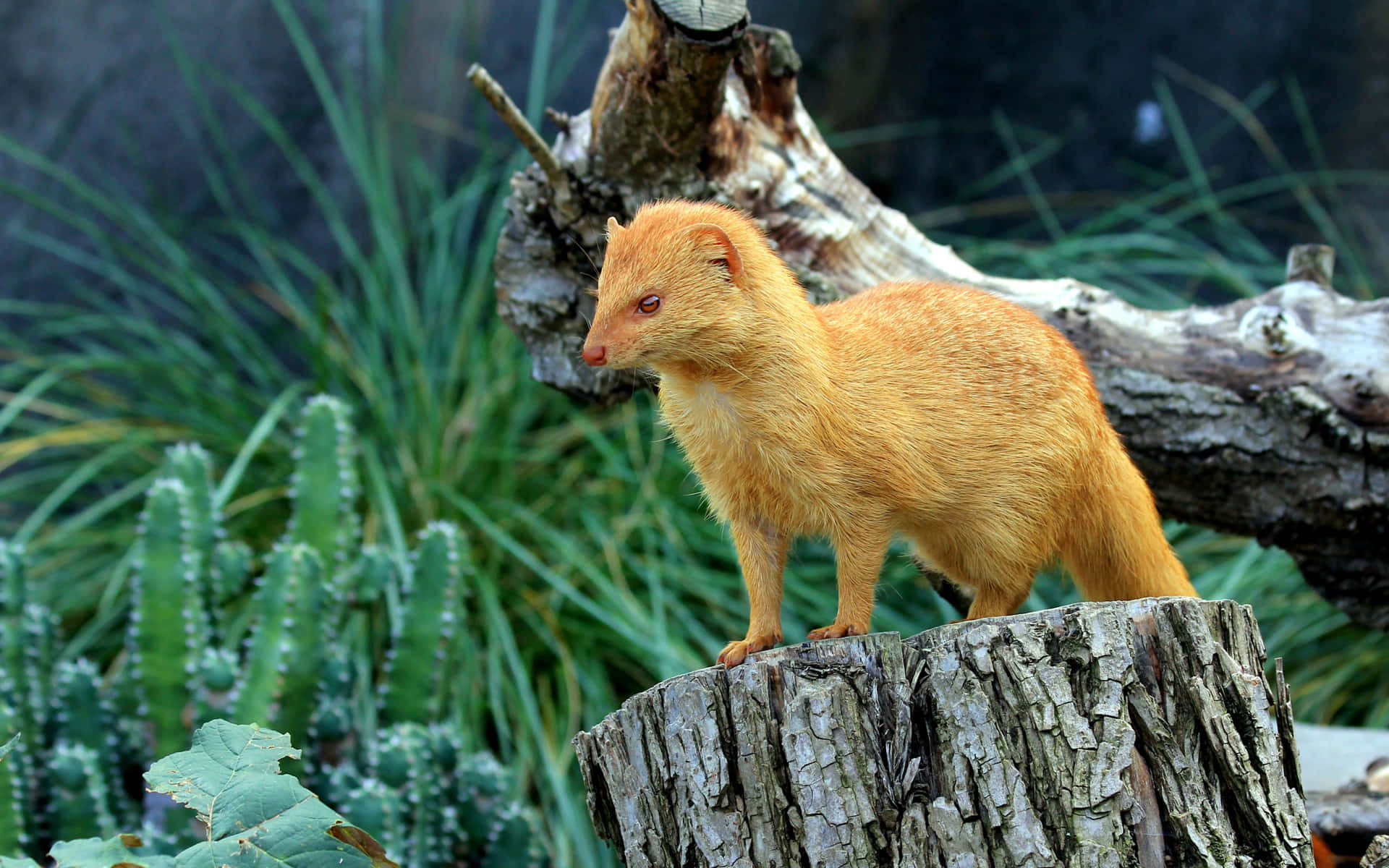 Golden Marten Standingon Tree Stump Wallpaper