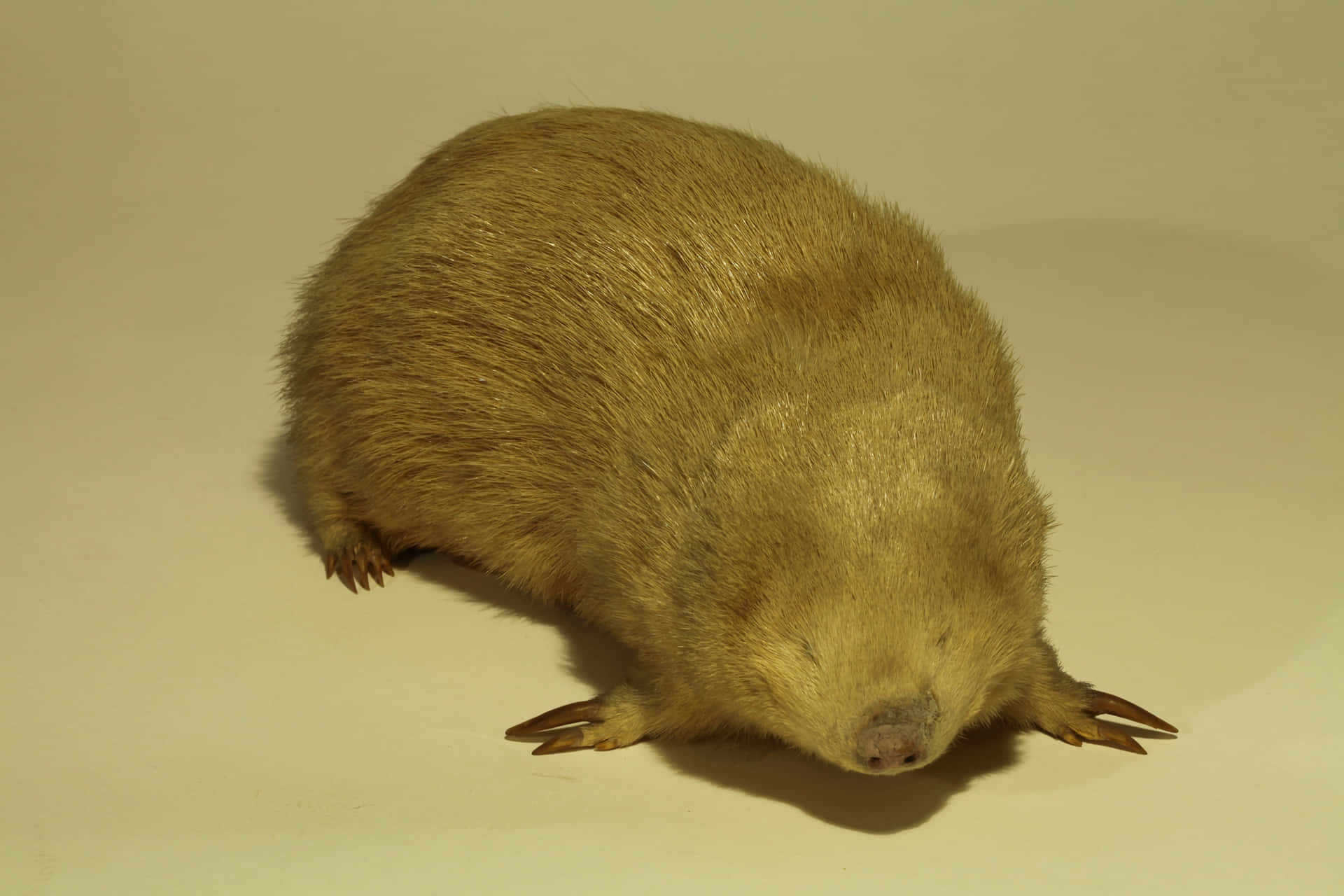 Golden Mole Closeup Wallpaper