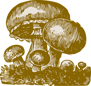 Golden_ Mushroom_ Illustration PNG
