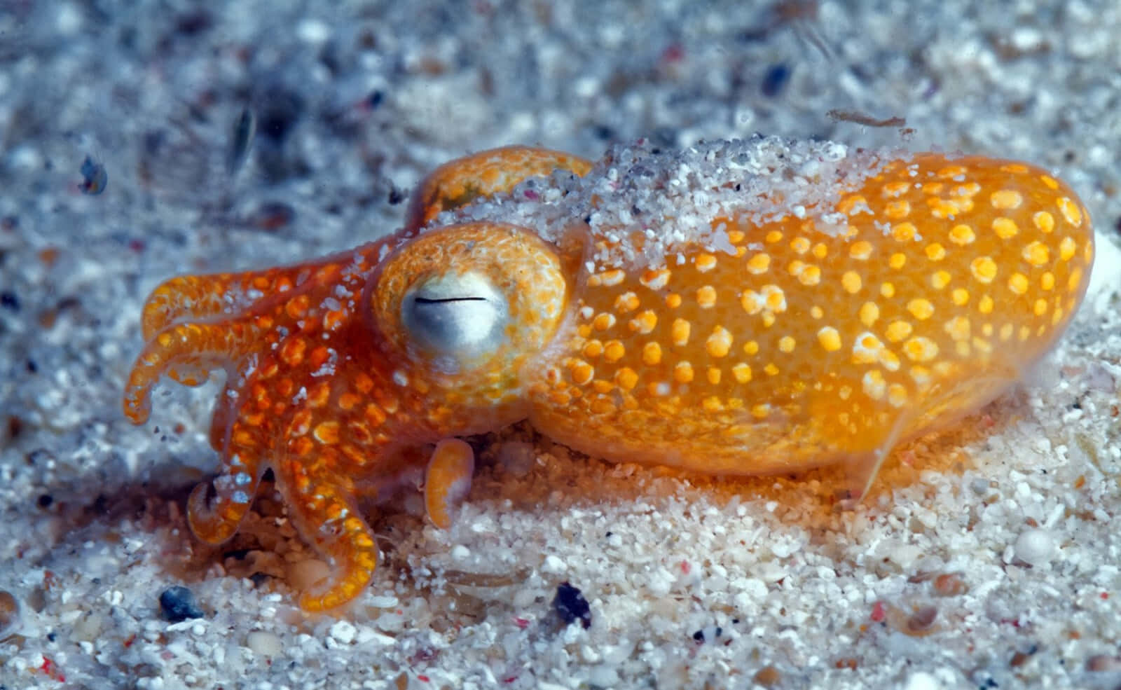 Golden Octopus On Sand Wallpaper