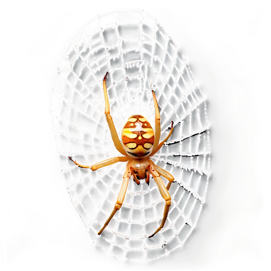 Golden Orb Spideron Web PNG