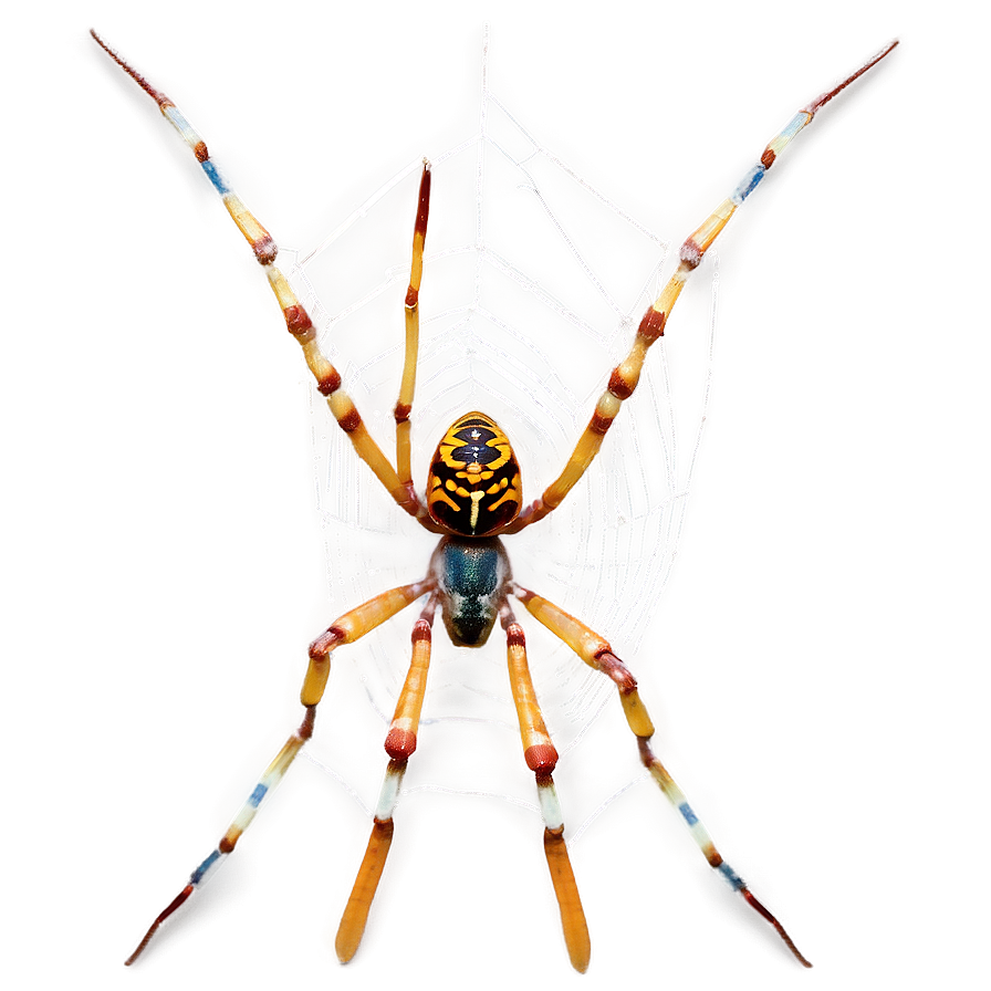 Golden Orb Spideron Web PNG