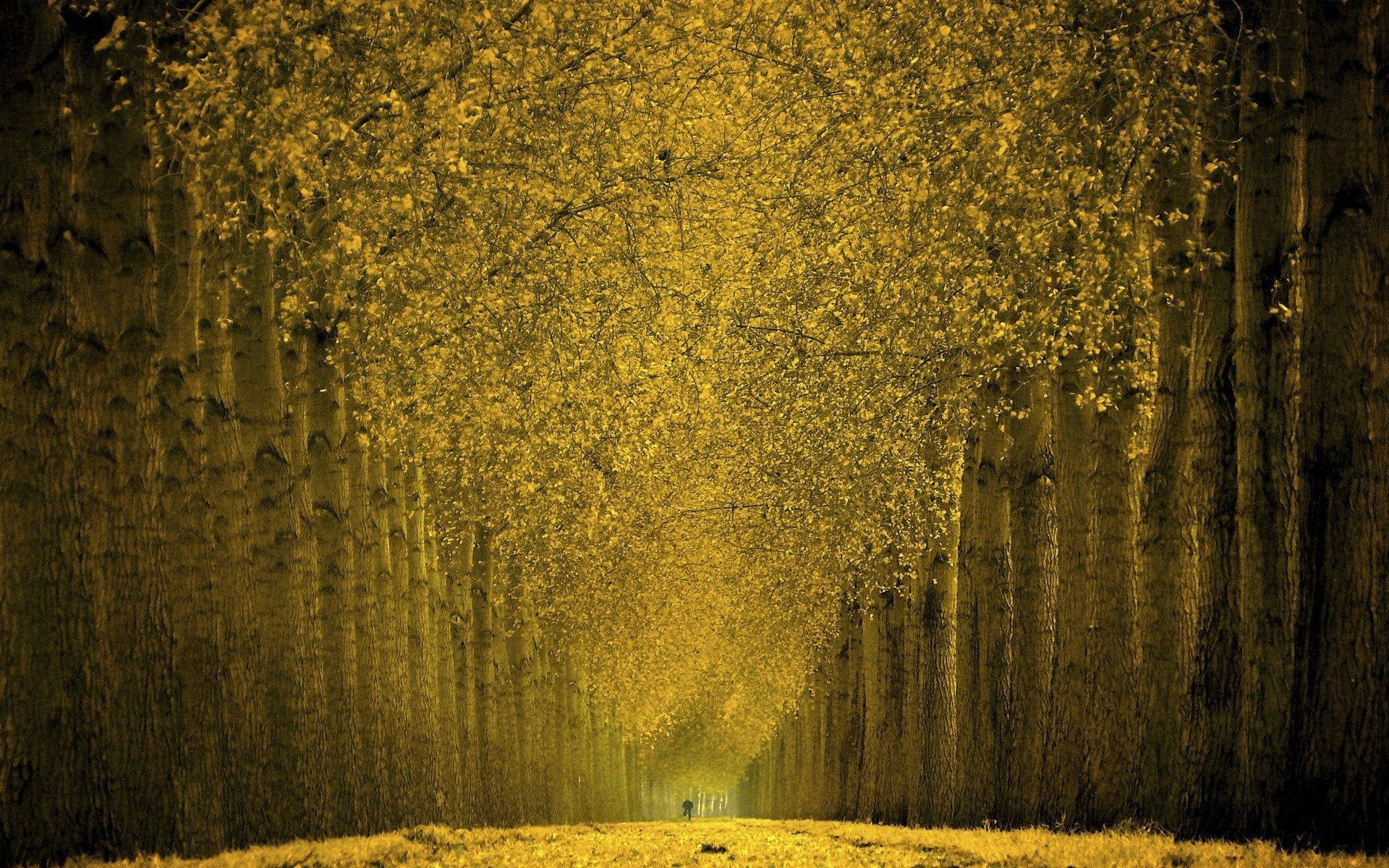 Golden Park Path Wallpaper