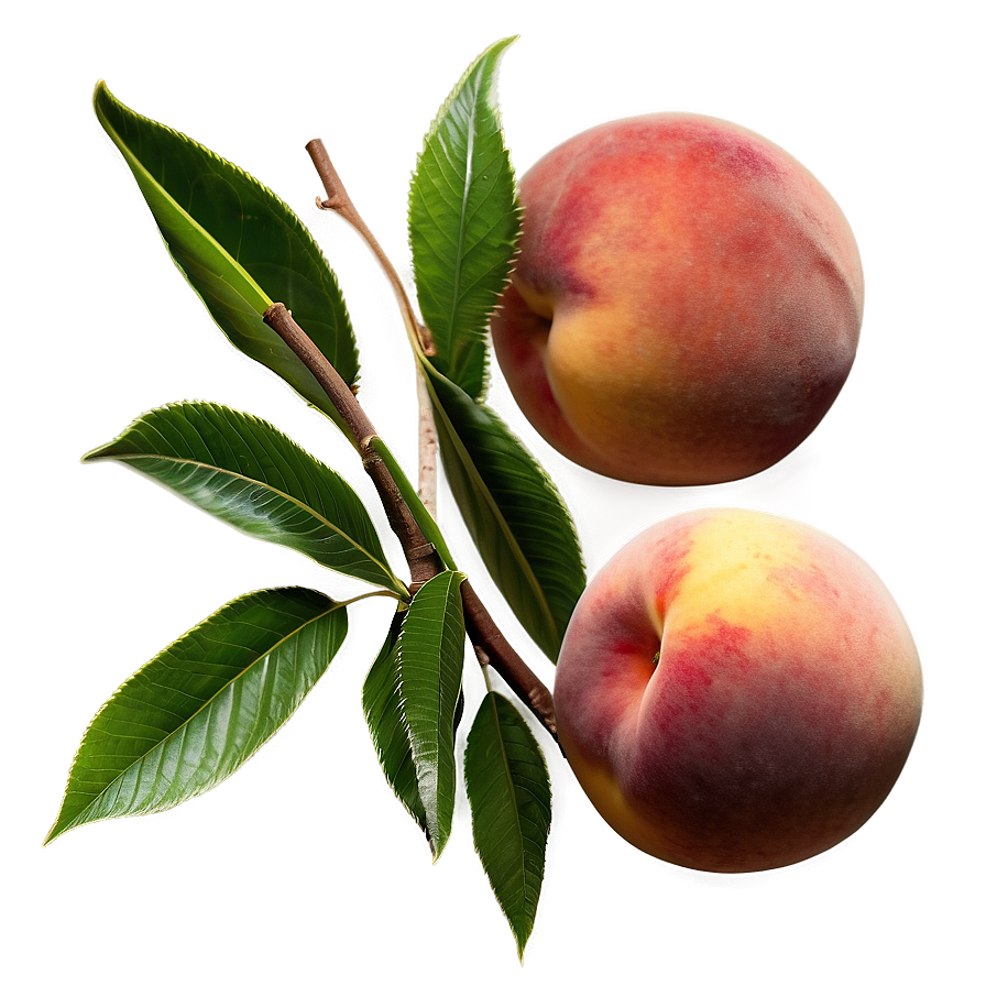 Golden Peach Glow Png Oll97 PNG