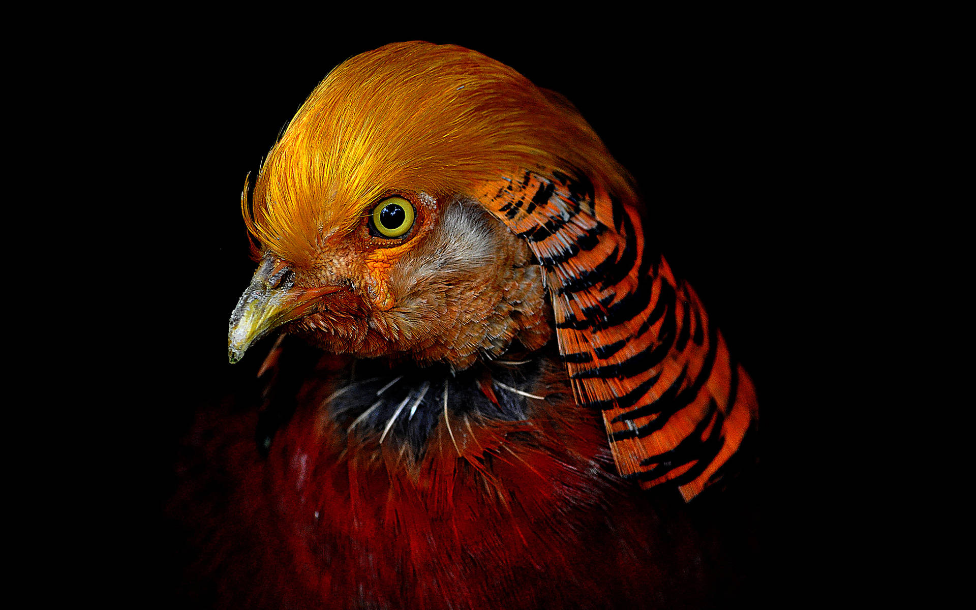 Golden Pheasant Bird Wallpaper