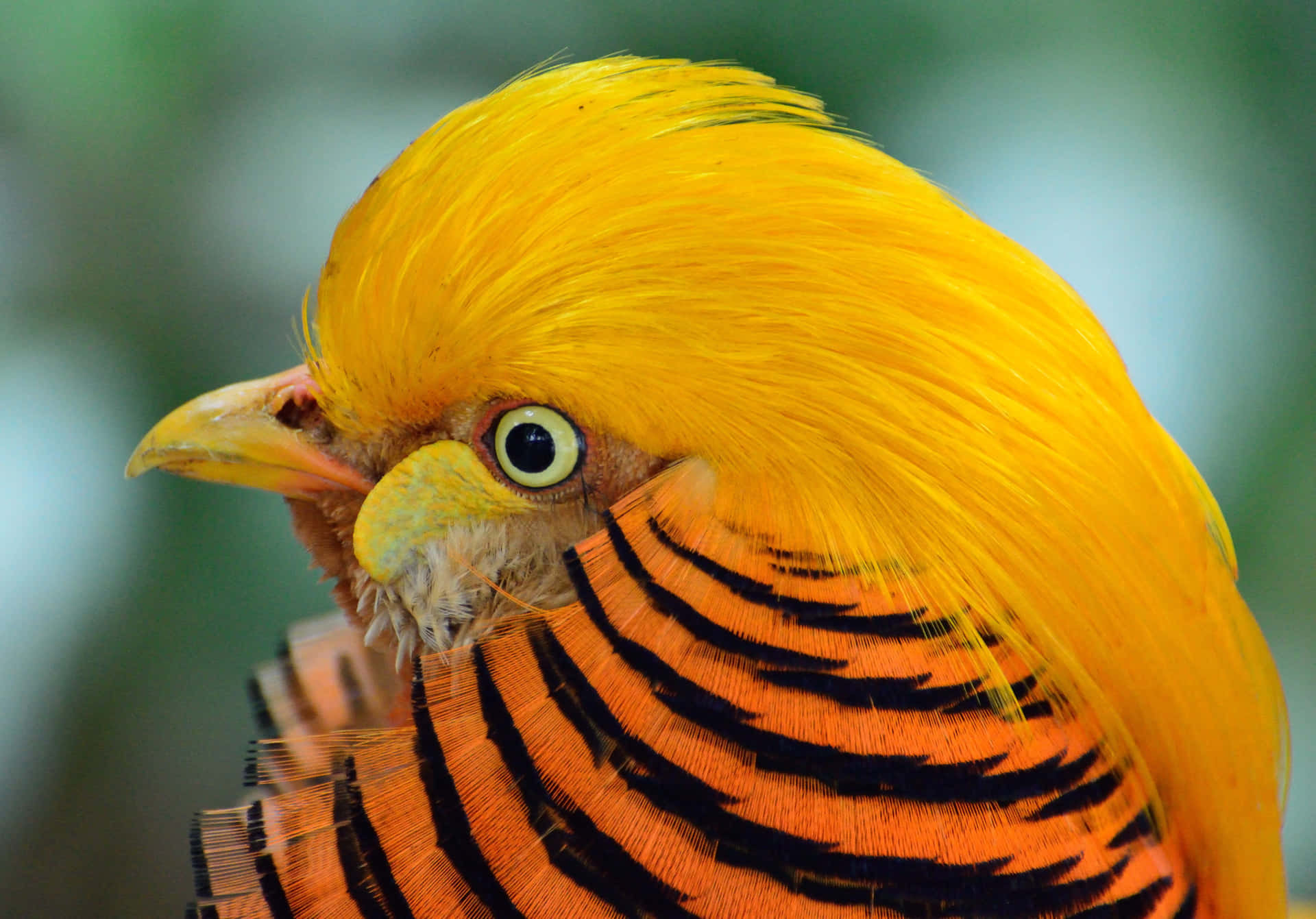 Download Golden Pheasant Close Up Wallpaper | Wallpapers.com