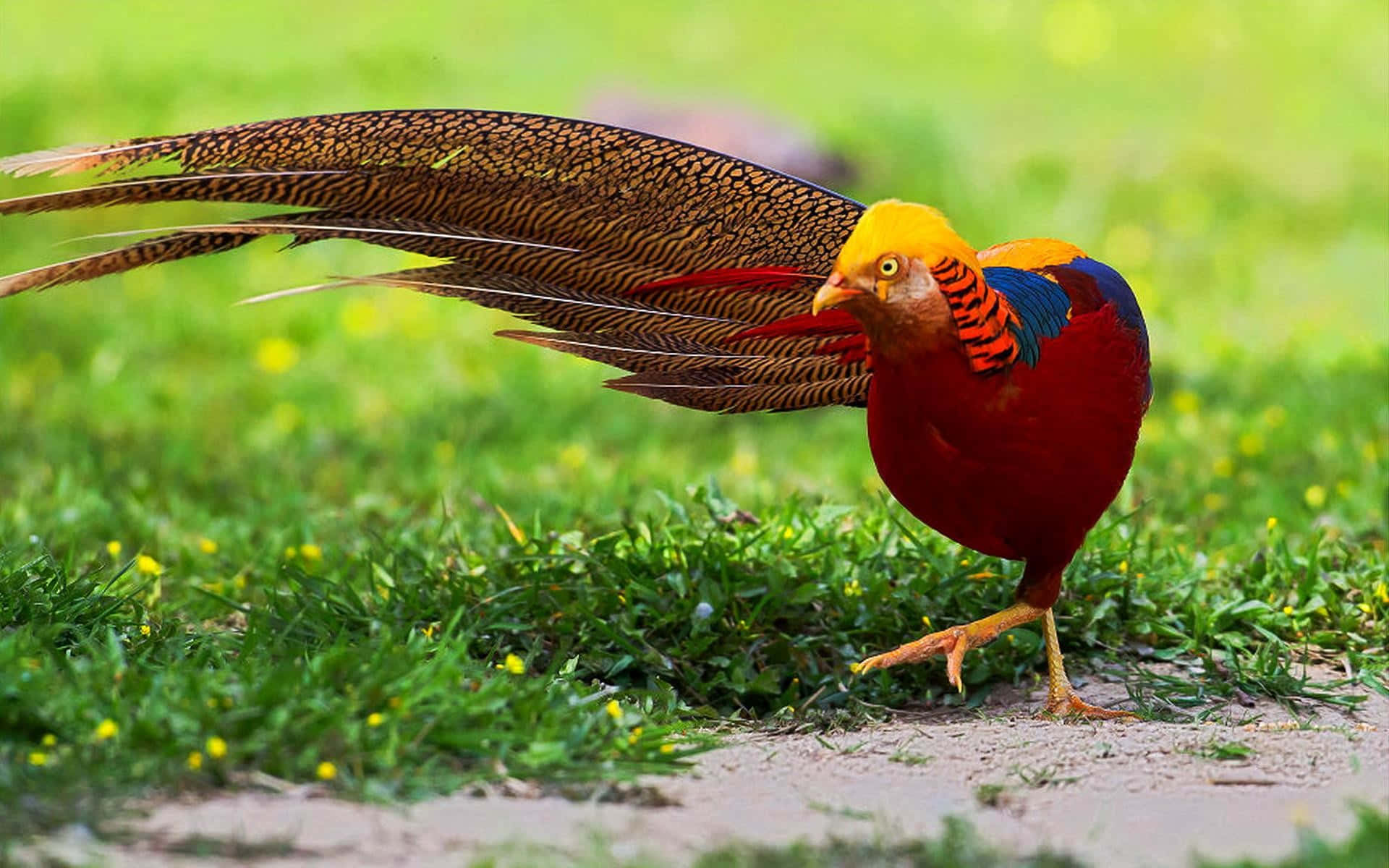 Golden Pheasant In Grass.jpg Wallpaper