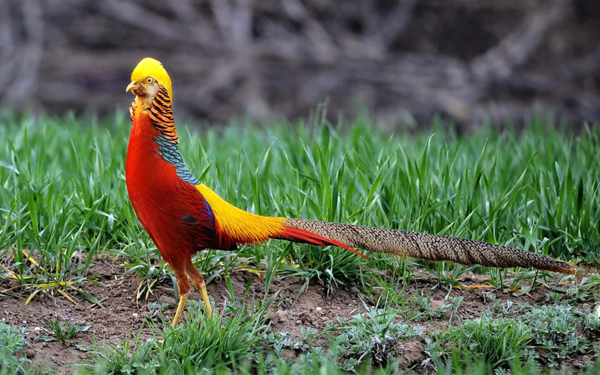 Golden Pheasant In Grassland.jpg Wallpaper