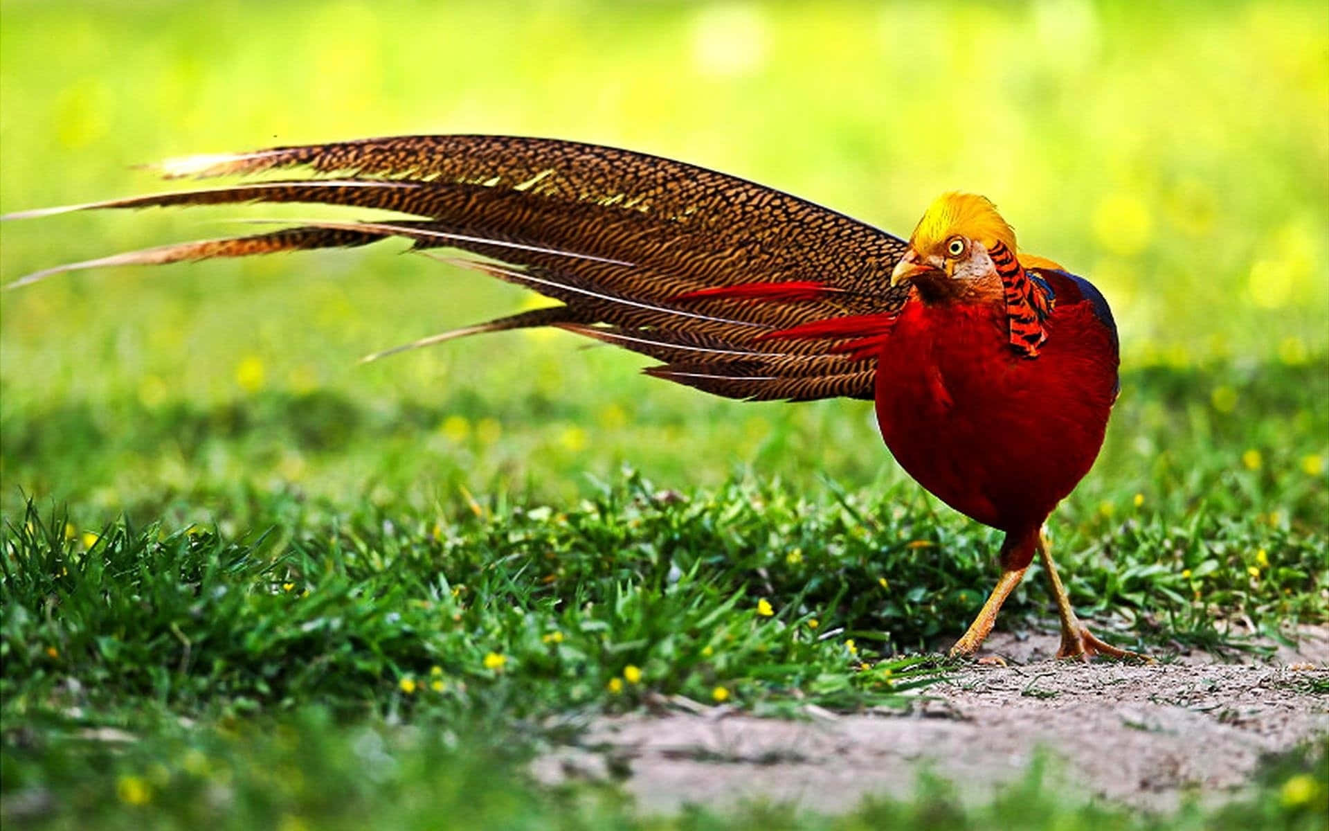 Golden Pheasant Strutting Grass Wallpaper