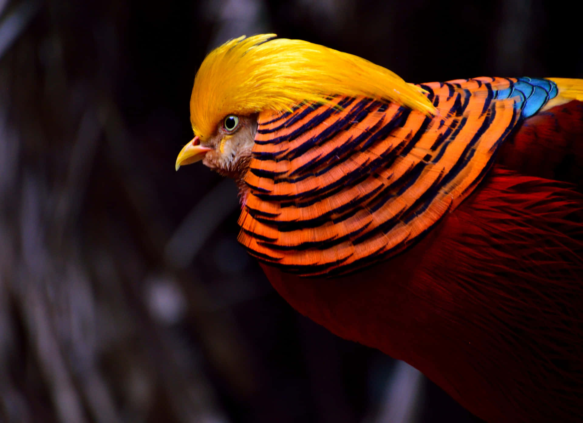 Golden Pheasant Vibrant Plumage Wallpaper