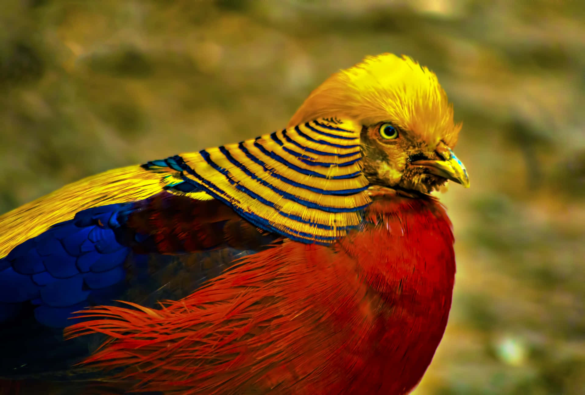 Golden Pheasant Vibrant Plumage Wallpaper