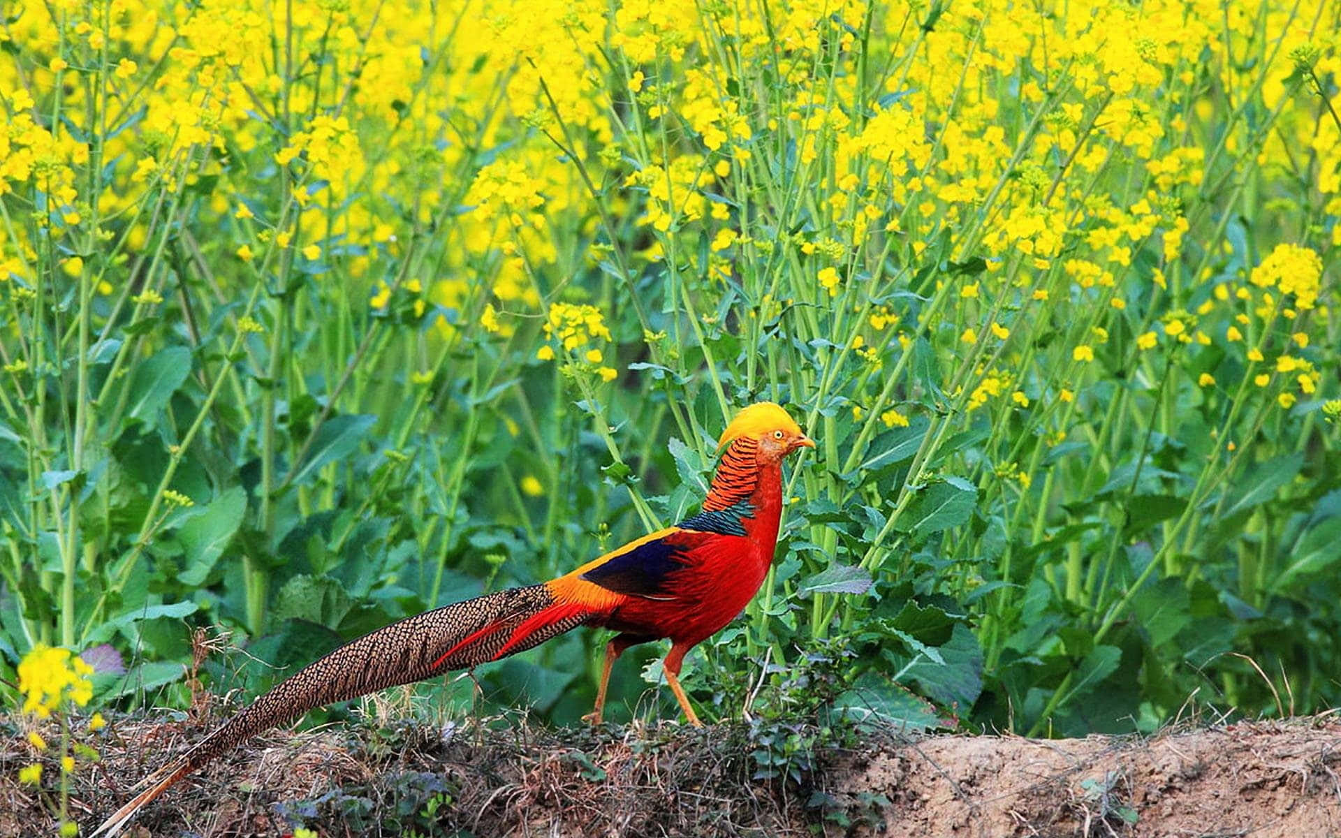 Golden Pheasantin Blooming Field Wallpaper