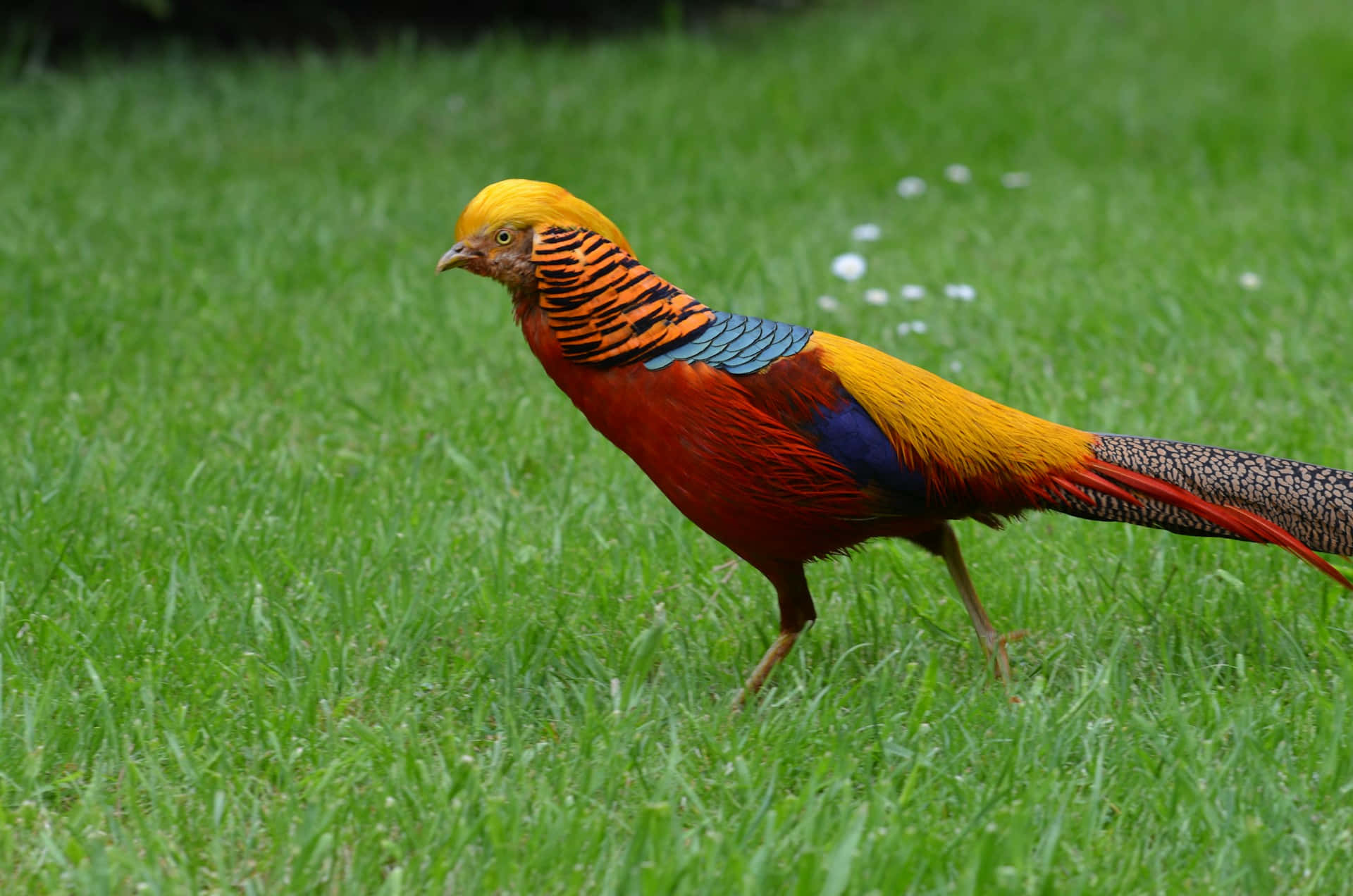 Golden Pheasantin Grass.jpg Wallpaper