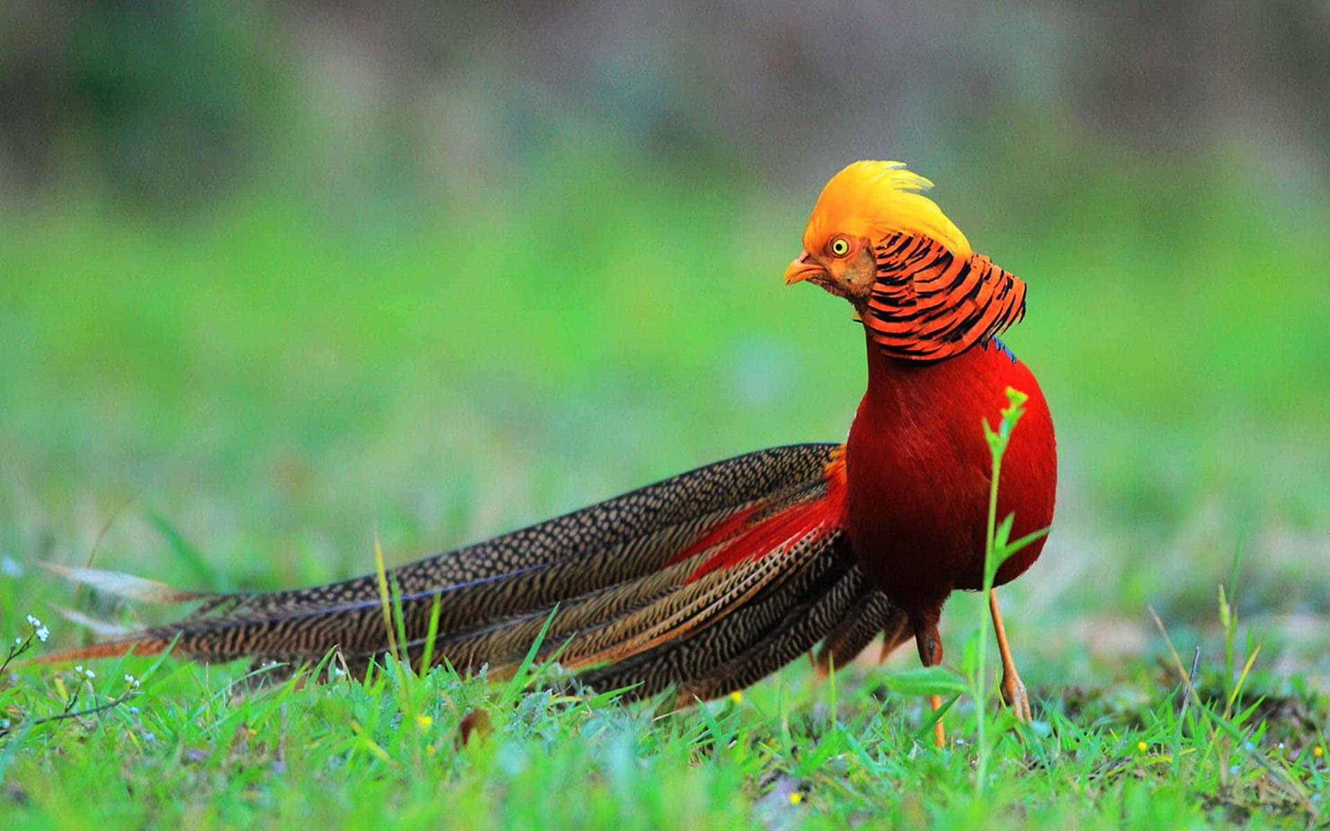 Golden Pheasantin Grassland Wallpaper