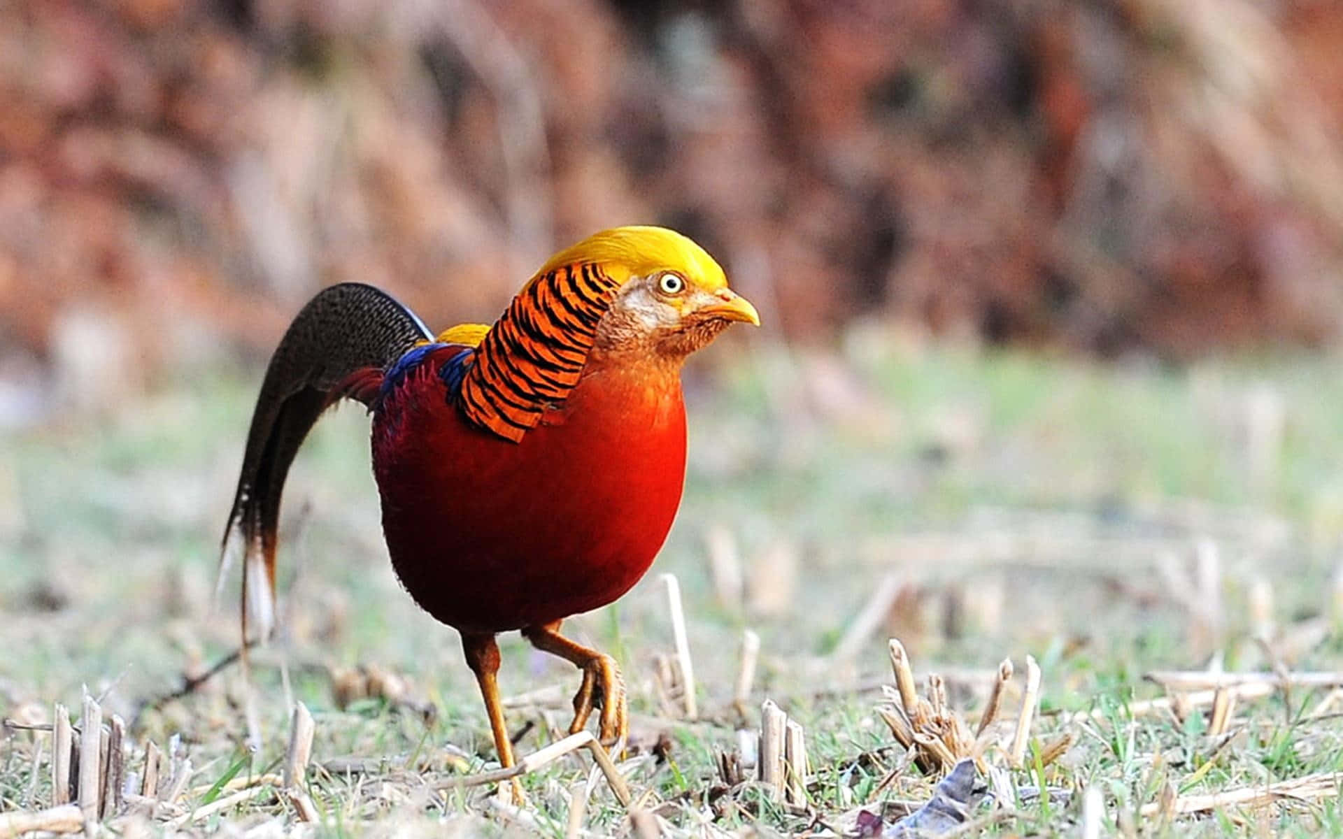 Golden Pheasantin Natural Habitat Wallpaper