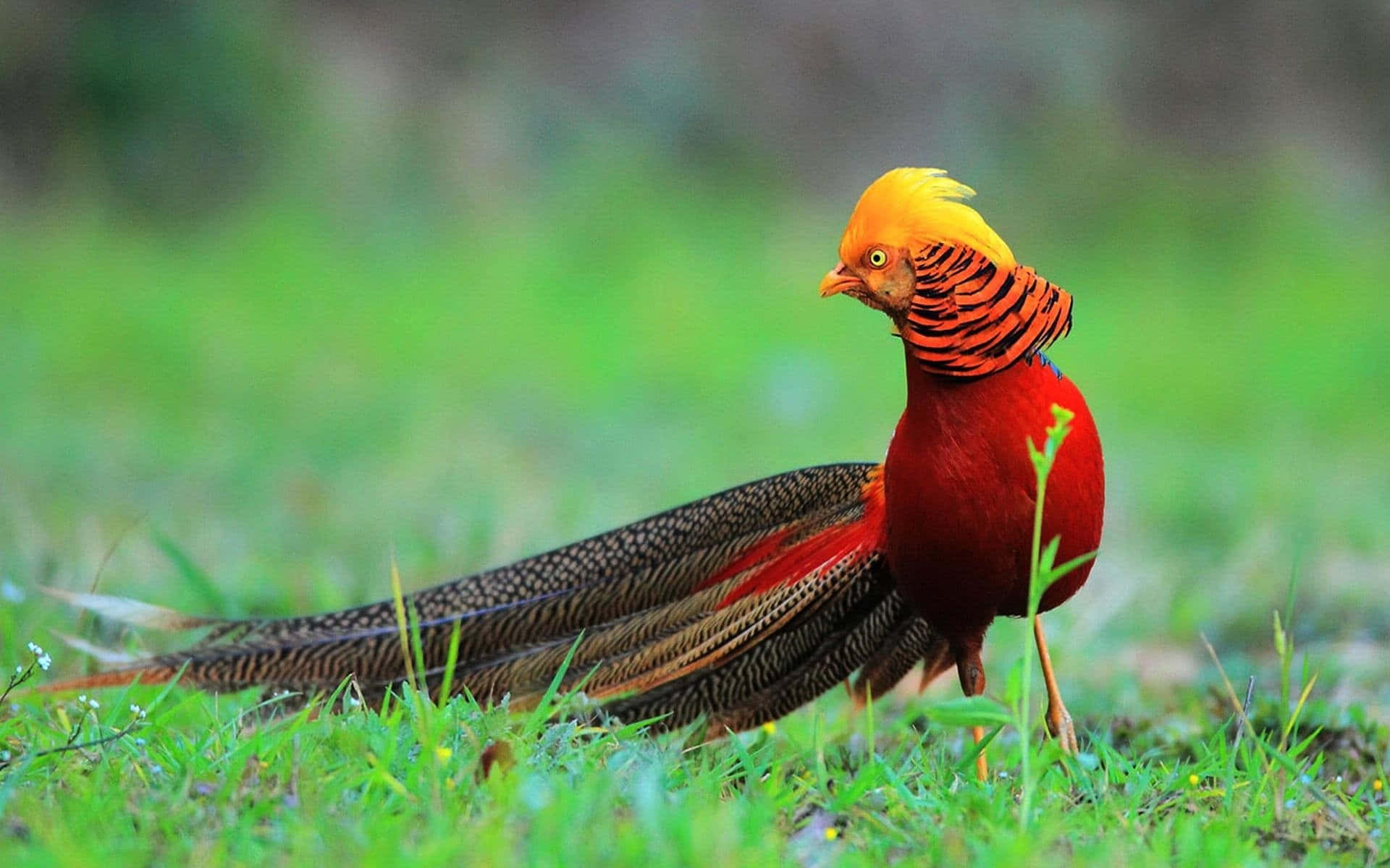 Gouden Pheasant In Natuurlijke Habitat.jpg Achtergrond