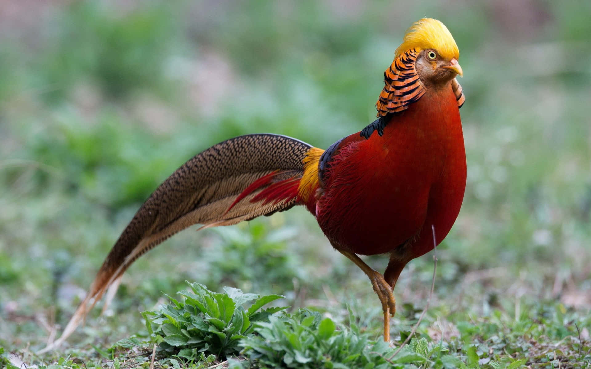 Gouden Pheasant In Natuurlijke Habitat.jpg Achtergrond