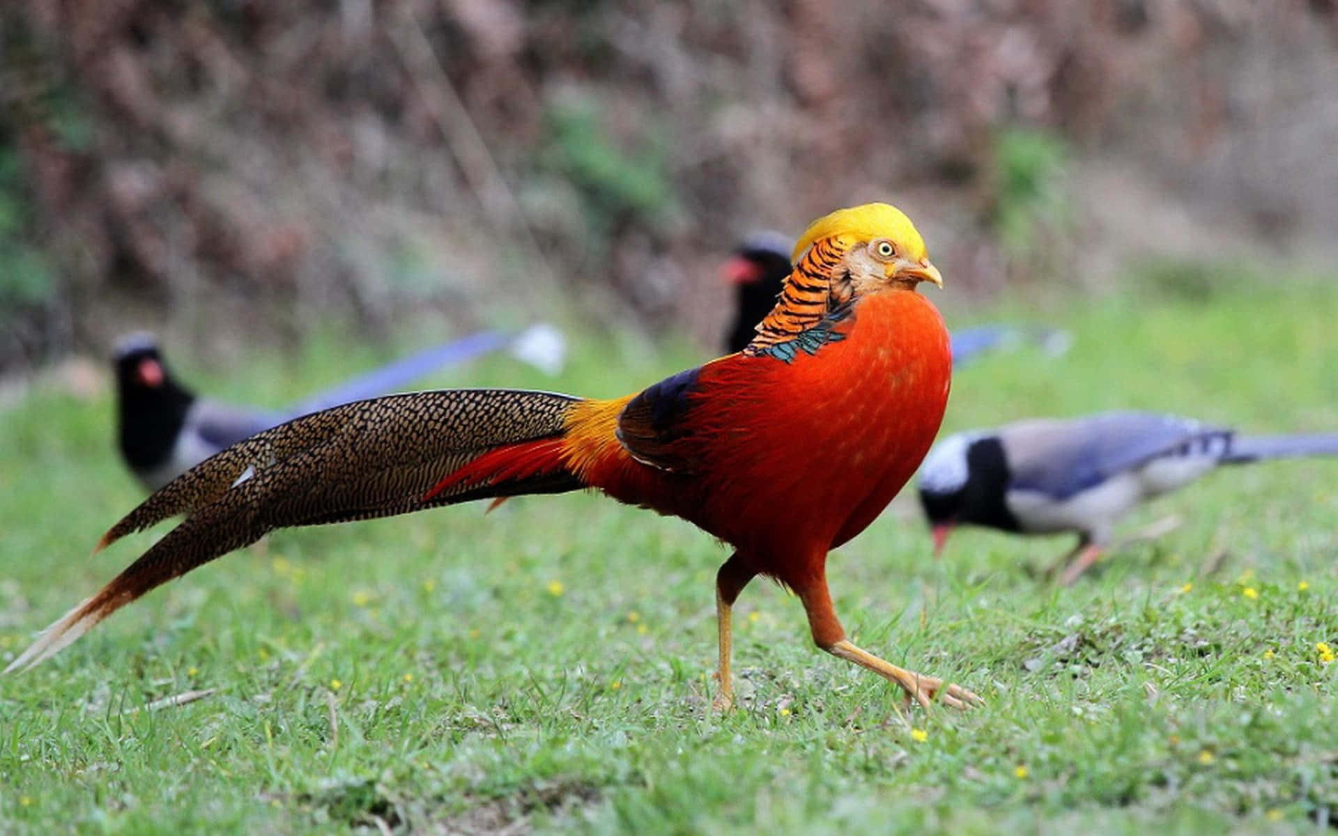 Golden Pheasantin Natural Habitat Wallpaper