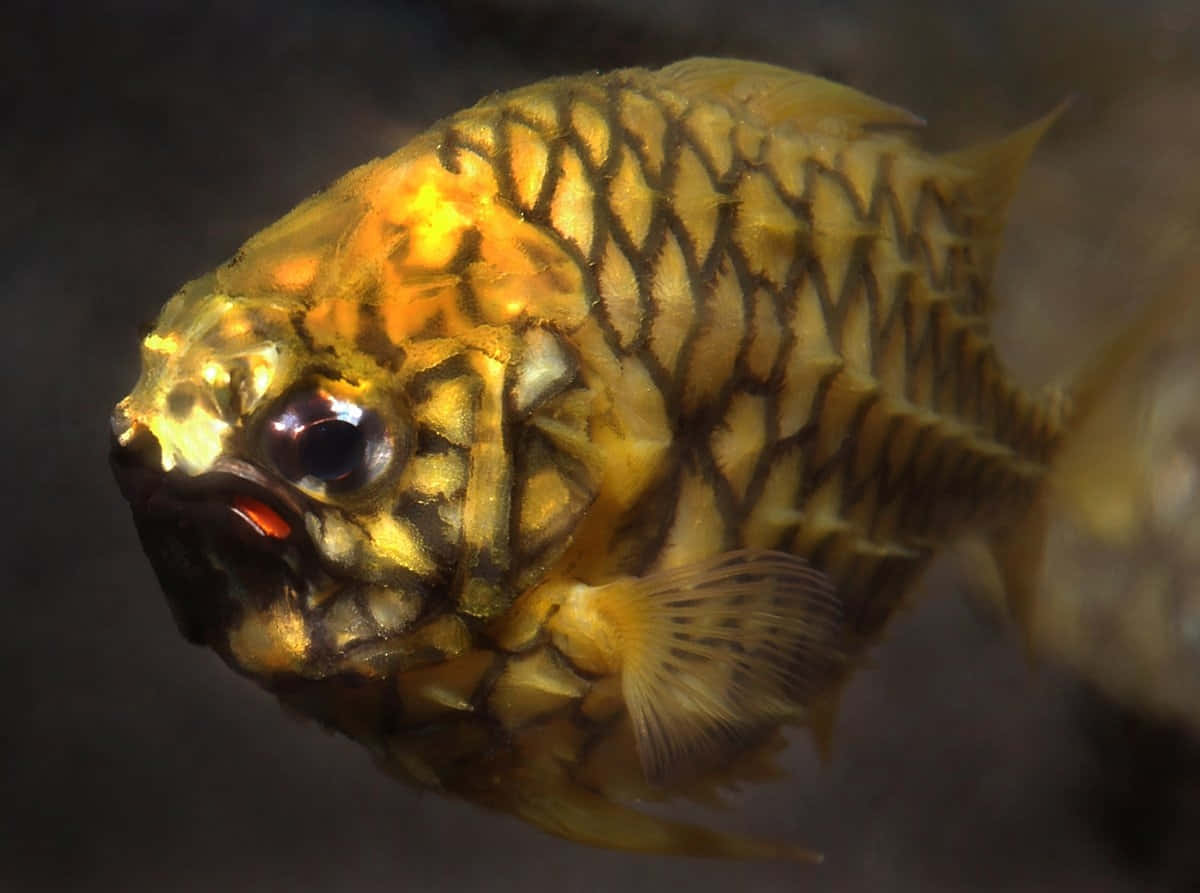 Golden Pineapple Fish Closeup Wallpaper