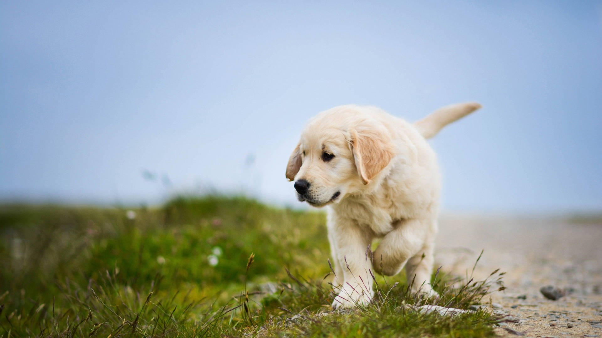 Golden Puppy Adventure Outdoors.jpg Wallpaper