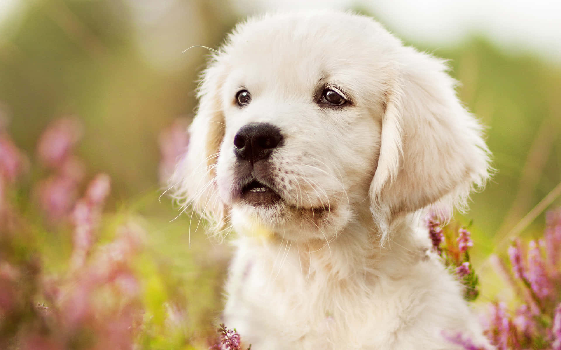 Golden Puppy In Blooming Field.jpg Wallpaper
