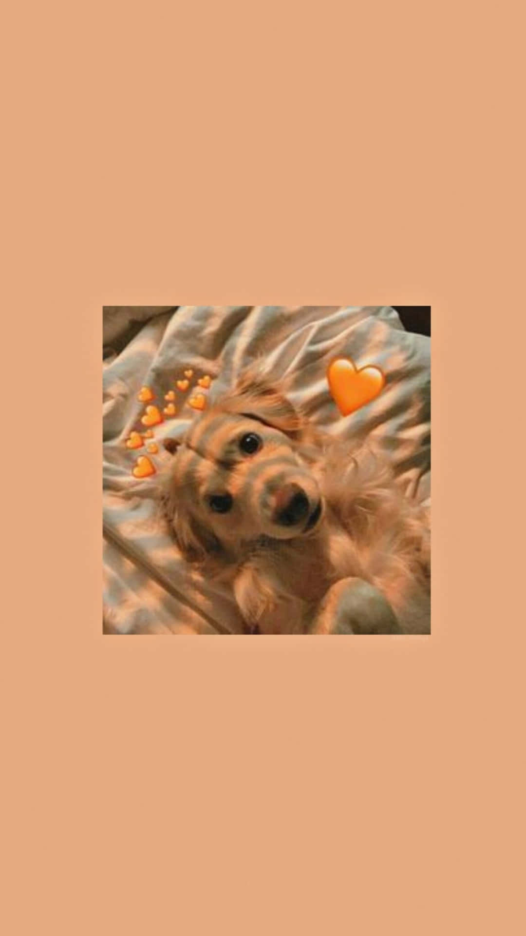 Golden Puppy Love Aesthetic.jpg Wallpaper