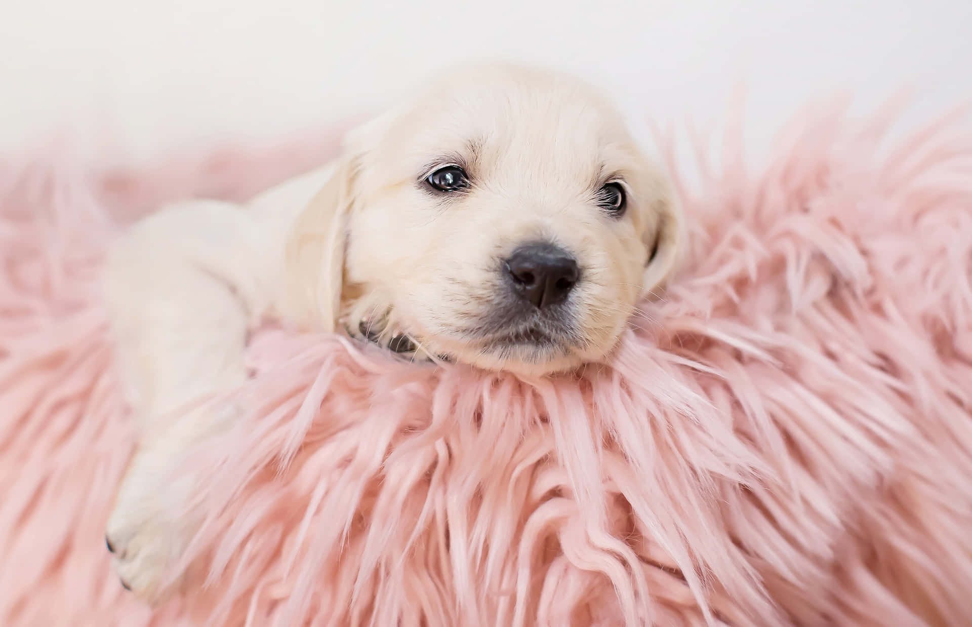 Golden Puppy Pink Fluffy Blanket Wallpaper