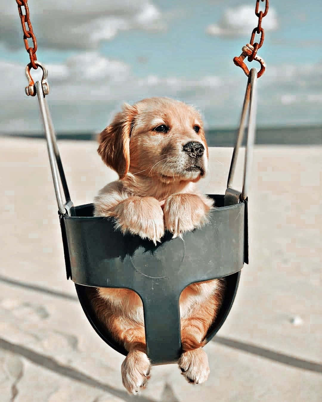 Golden Puppy Swing Beach Aesthetic.jpg Wallpaper