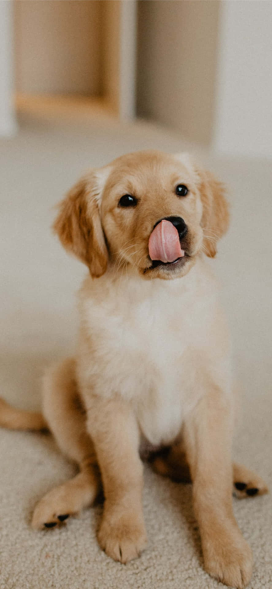 Golden Puppy Tongue Out.jpg Wallpaper