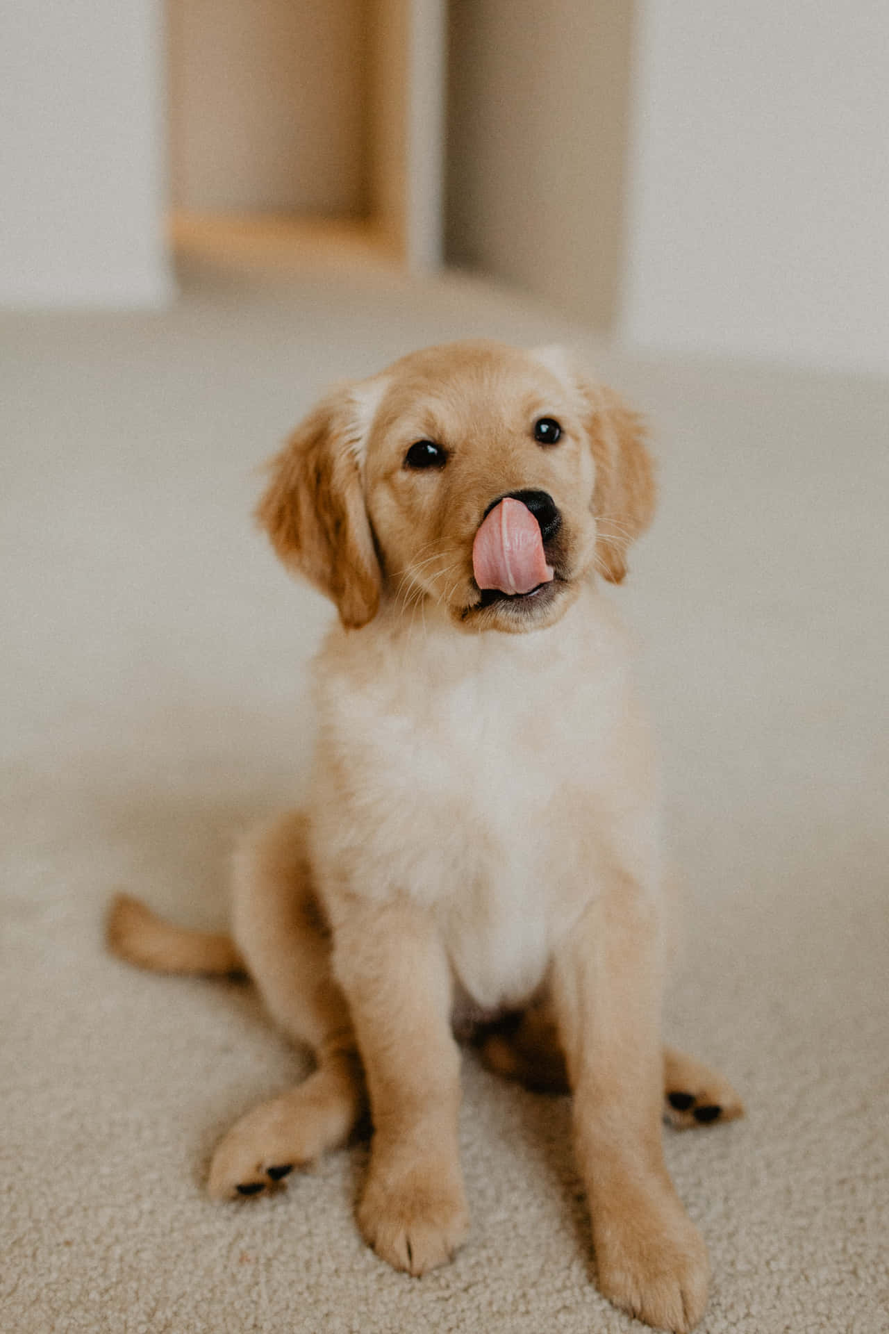 Golden Puppy Tongue Out.jpg Wallpaper