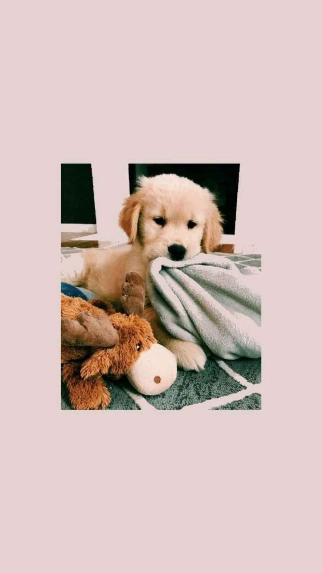 Golden Puppy With Toys.jpg Wallpaper