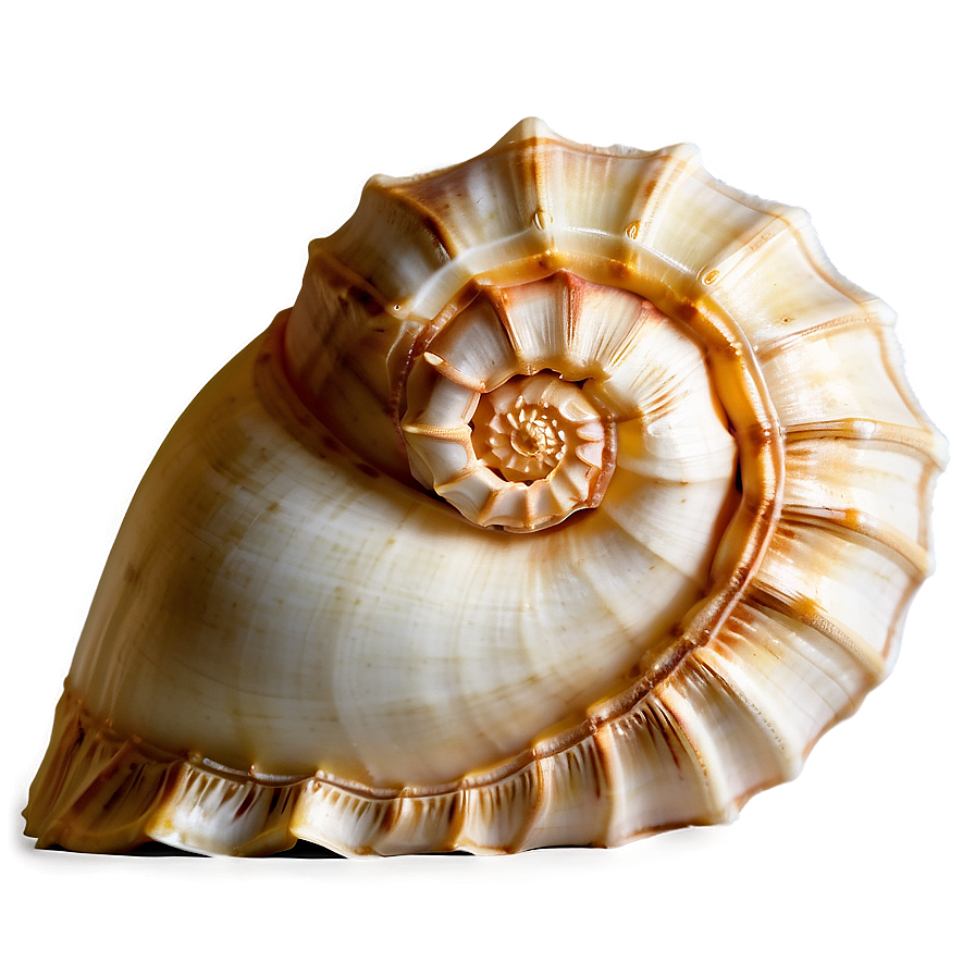 Golden Ratio Conch Shell Png 06132024 PNG