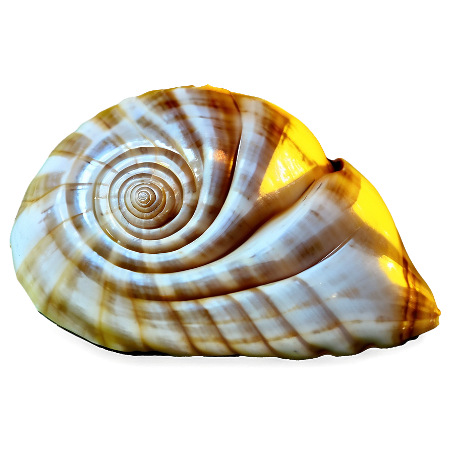 Golden Ratio Conch Shell Png 06132024 PNG