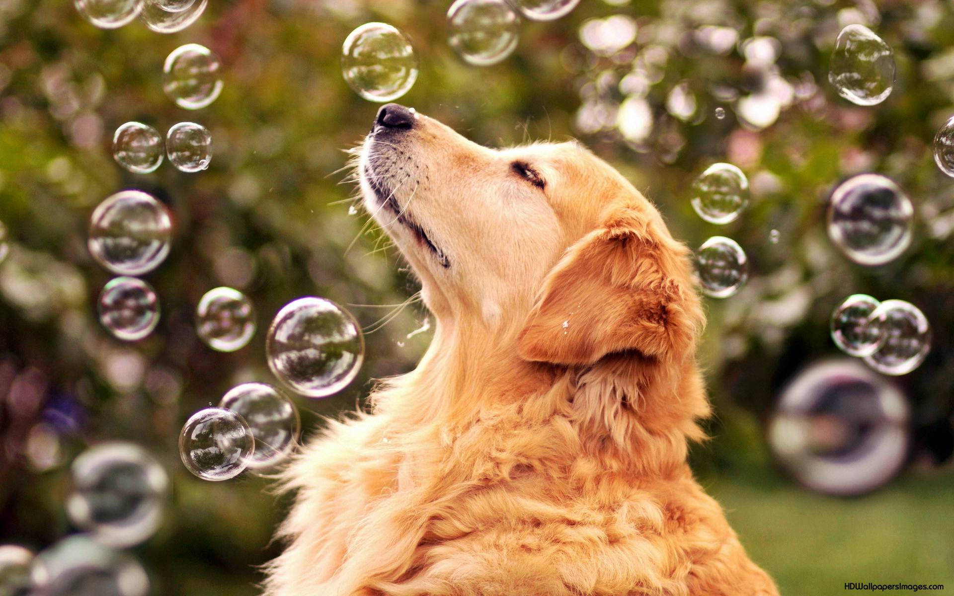 Golden Retriever Admiring Bubbles Wallpaper