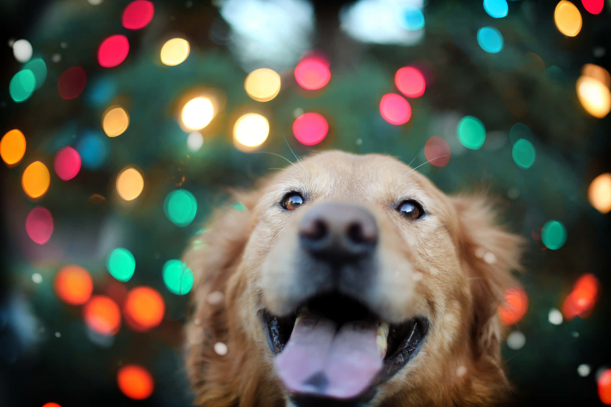 A happy and friendly Golden Retriever enjoying the day