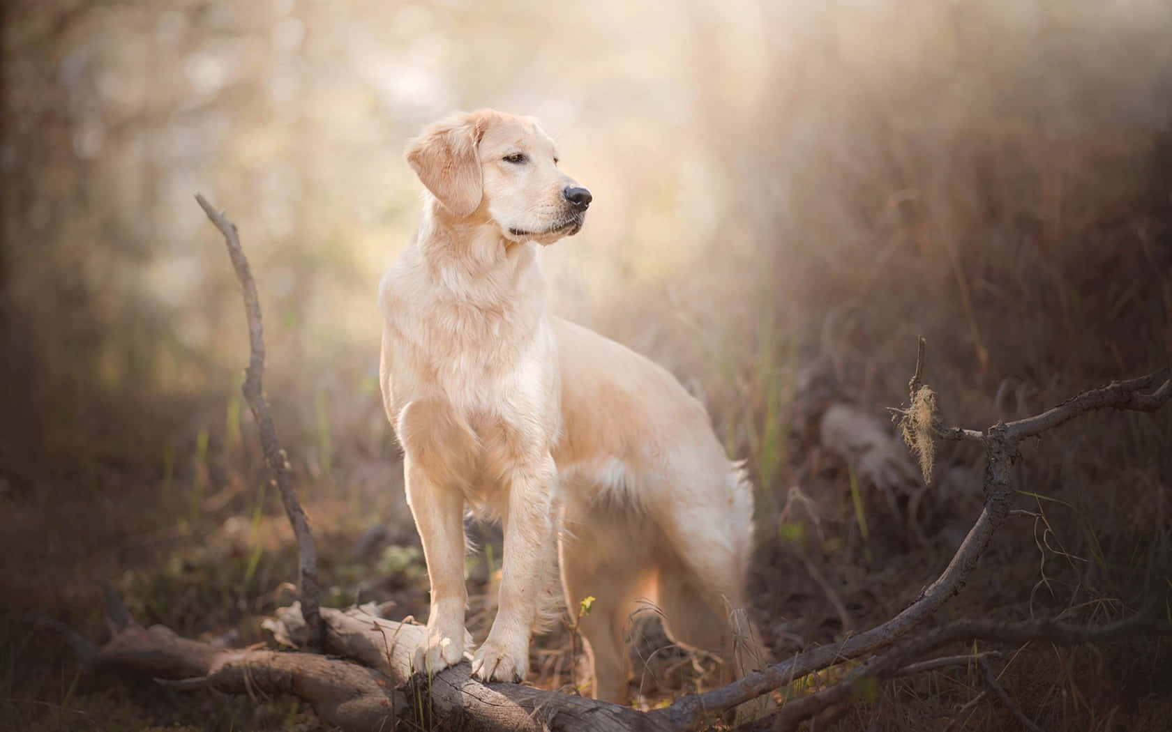 Golden Retriever Background