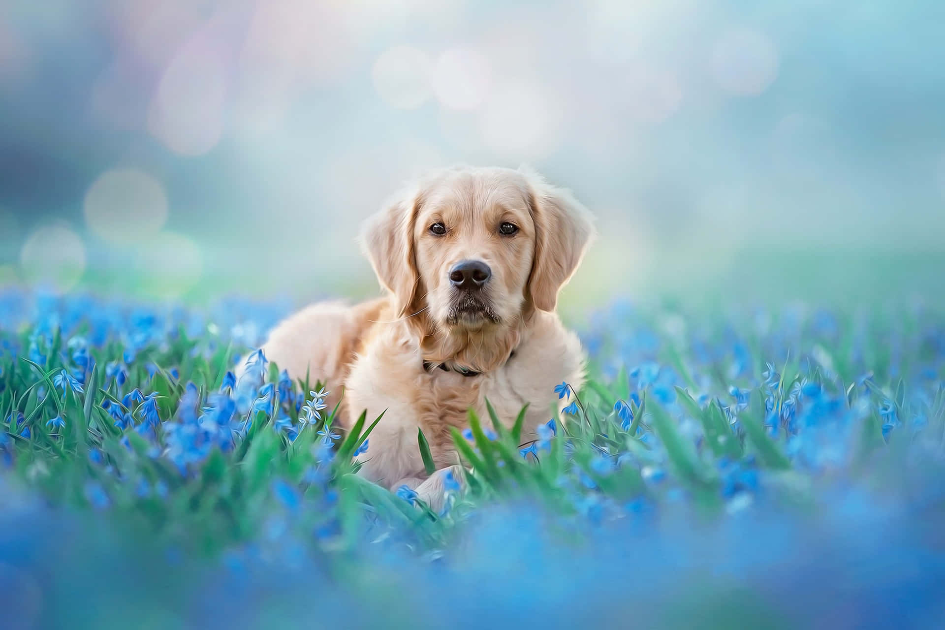 Golden Retriever Background